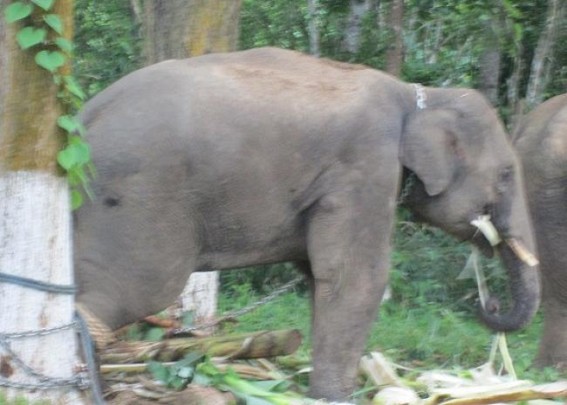 Tripura to get 2 elephant conservation reserves soon, Rs. 10 crore landscape approach proposed to Ministry Tripura to get 2 elephant conservation reserves soon, Rs. 10 crore landscape approach proposed to Ministry